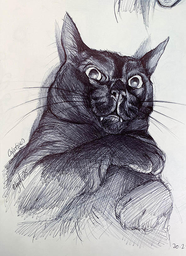 CALCETINES THE CAT